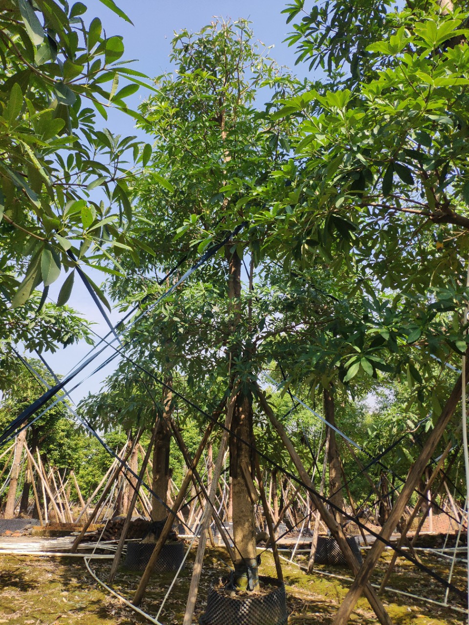 911供应 20-30cm 盆架子 假植苗 园林绿化大乔木 行道树 基地直销