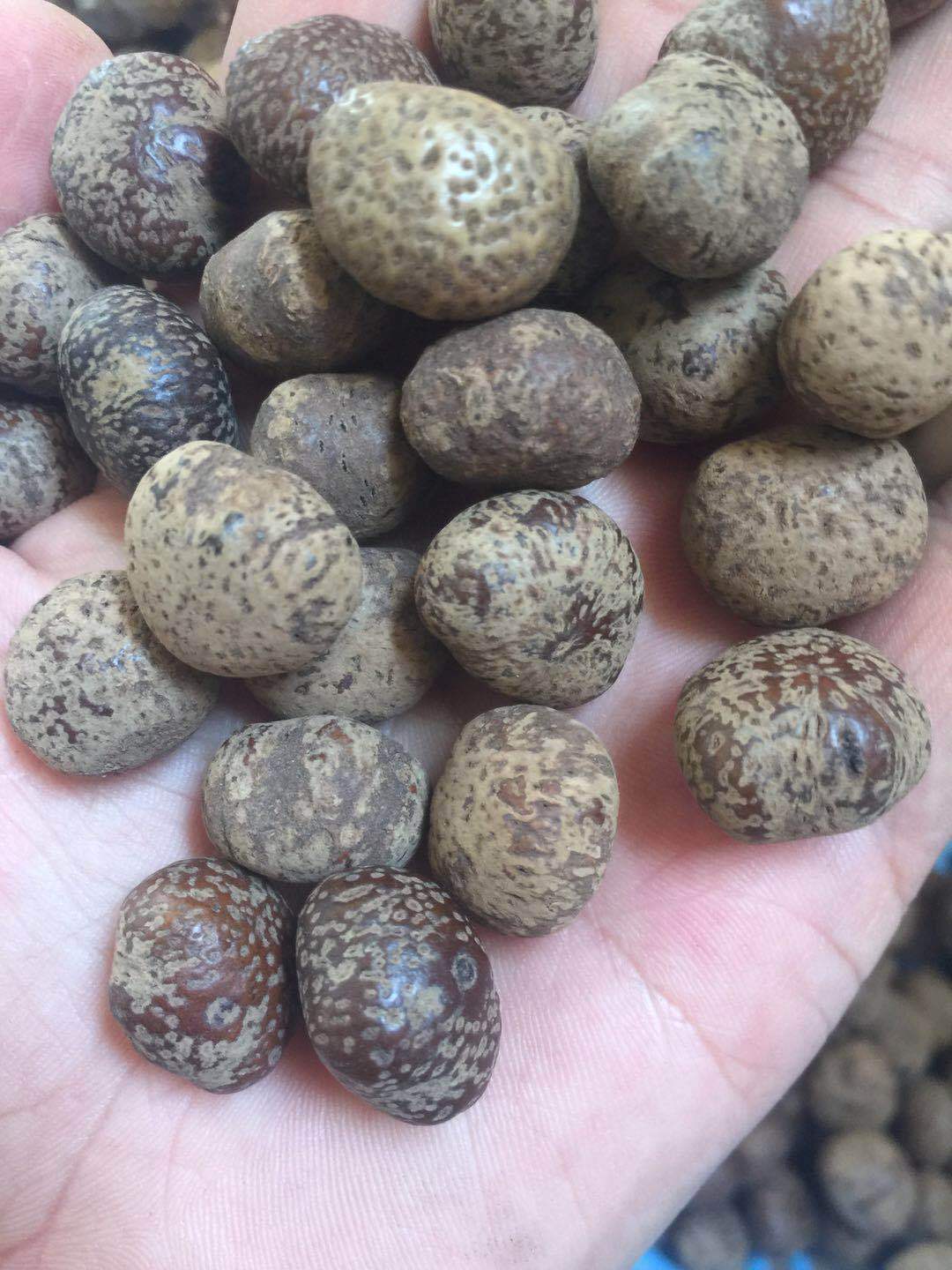 海南原生态星月菩提子原籽毛感料元宝籽原料果新月佛珠原生态批发