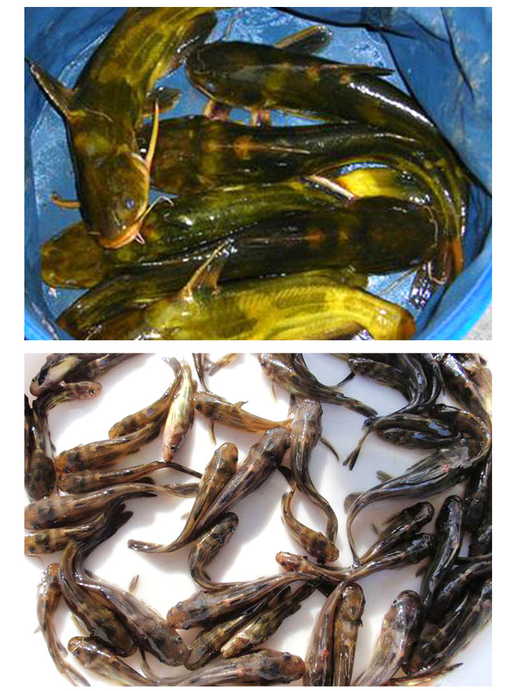 雄黄颡鱼 杂交黄颡鱼 食用鱼