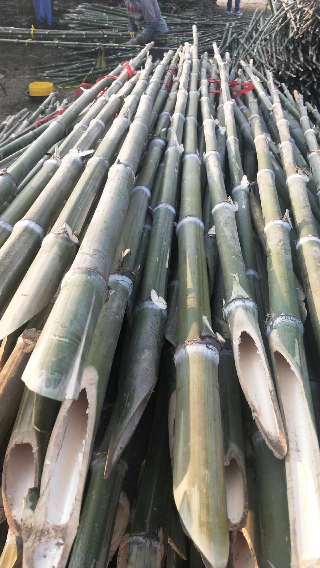 大毛竹梢1到10公分园林果树木绿化支撑竹竿子苗木牵引架条
