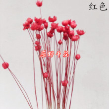 【巴西小星花】迷你小雏菊干花花束diy手工口红材料 厂家直销