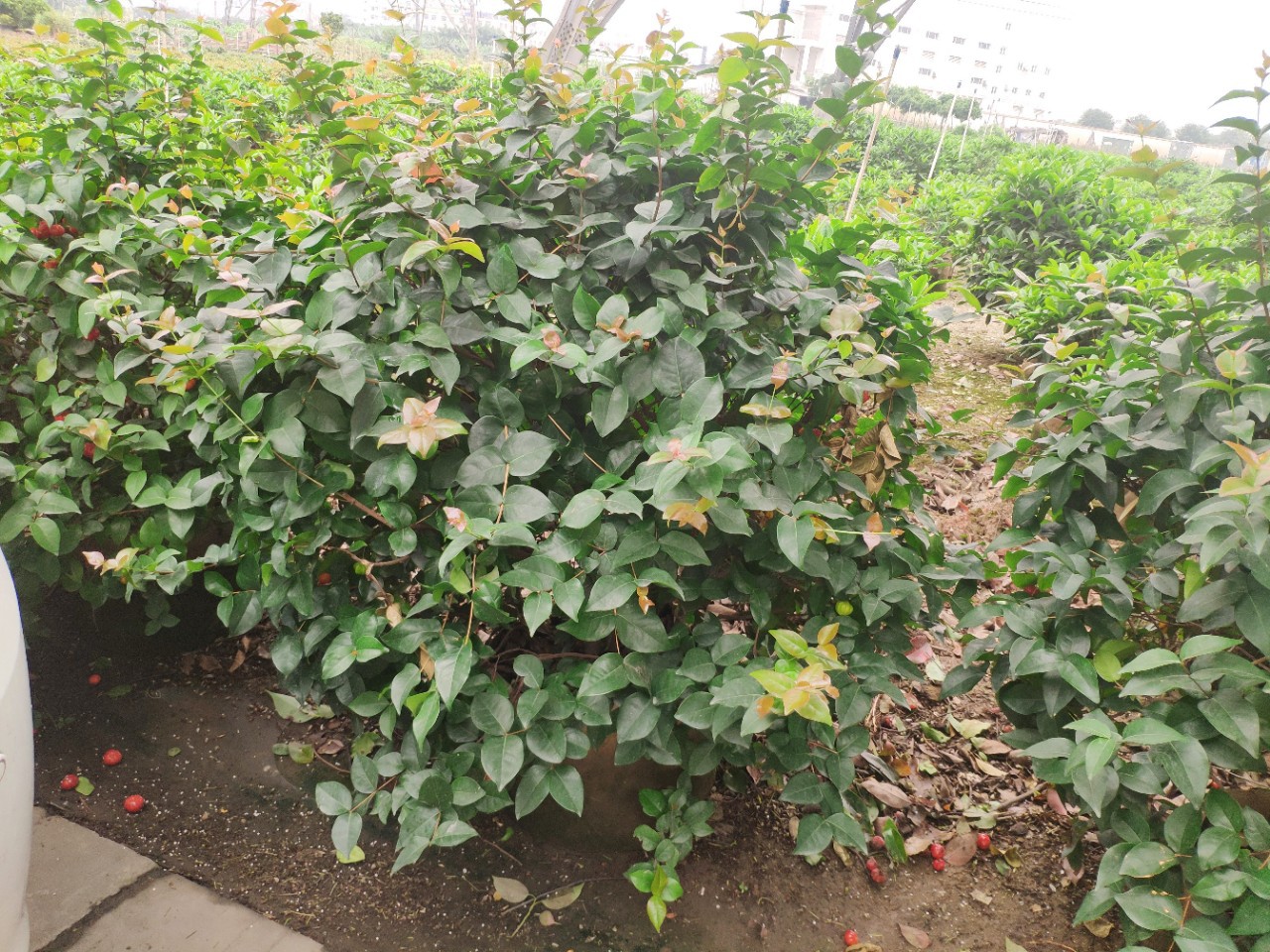 904基地直销红果仔球50100cm袋苗红果仔