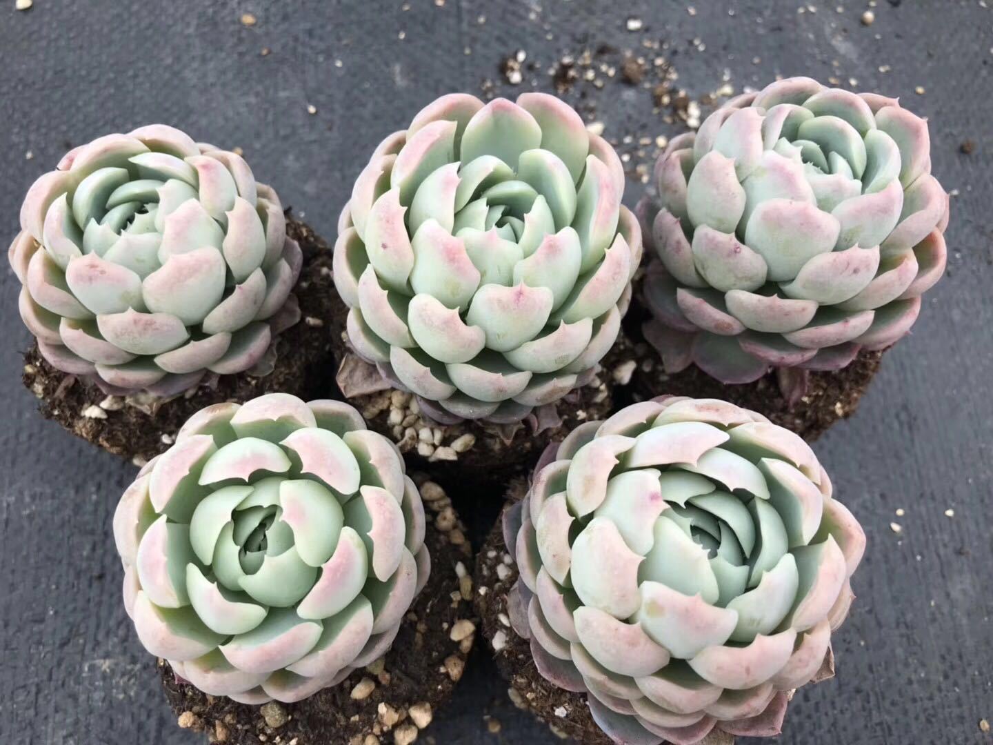 柠檬贝瑞单头多肉植物双子贝瑞冰梅包子状