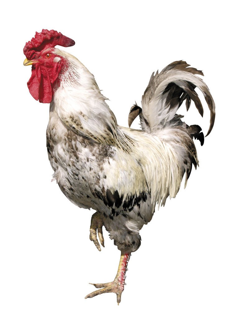 适用于家禽 美图图片动物装饰画贴纸 大公鸡简约现代母鸡壁画壁纸