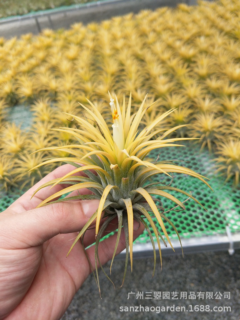 空气凤梨 黄精灵t.ionantha druid基地现货广州农场无土植物批发