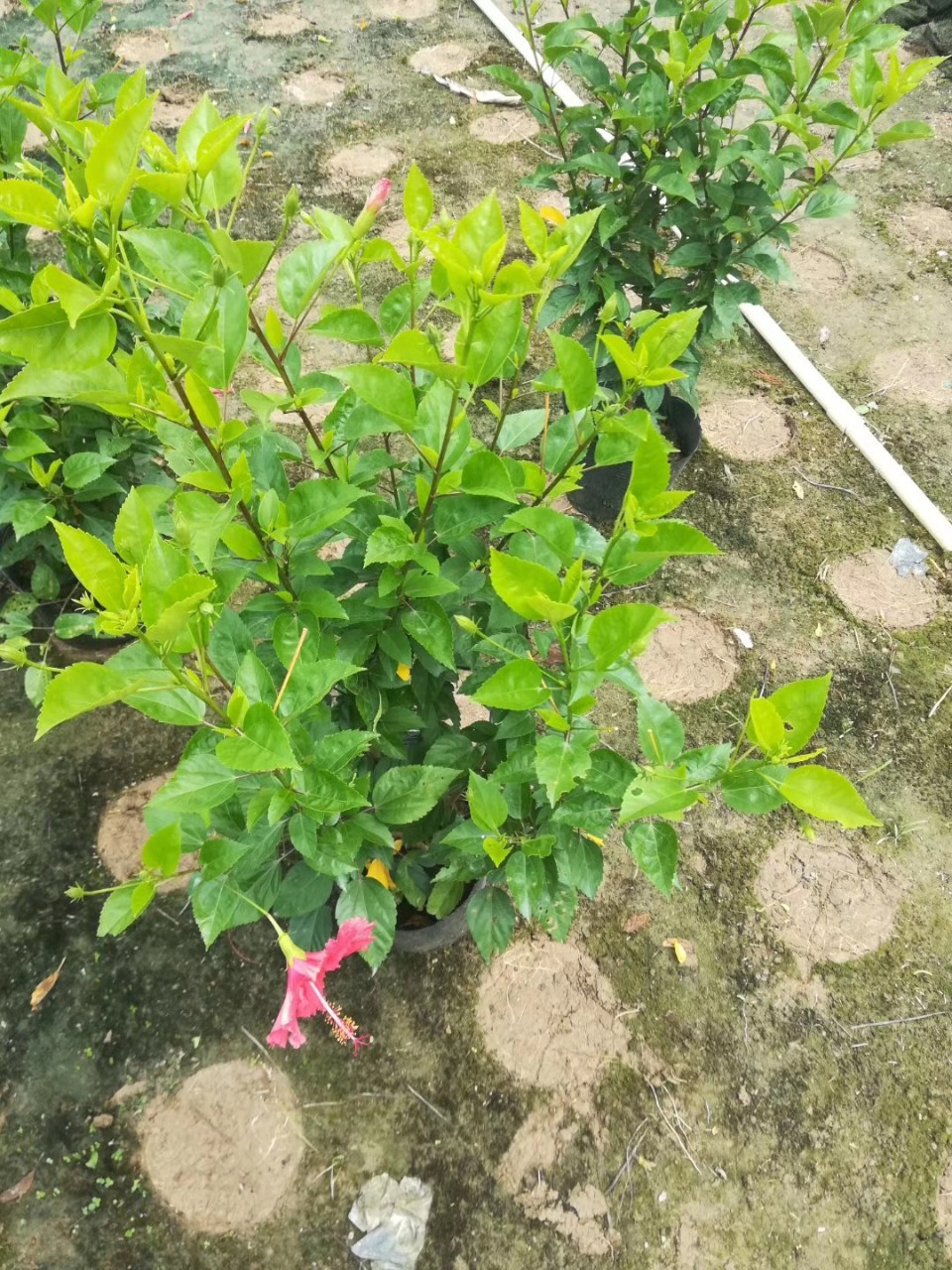 绿篱袋苗大红花高70-80cm扶桑朱槿中山基地直销