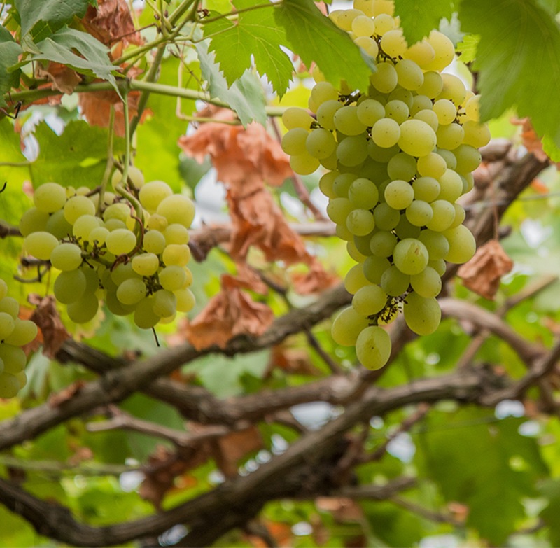 进口米勒葡萄树苗 无籽葡萄树 嫁接米勒葡萄无籽提子树苗盆栽地栽