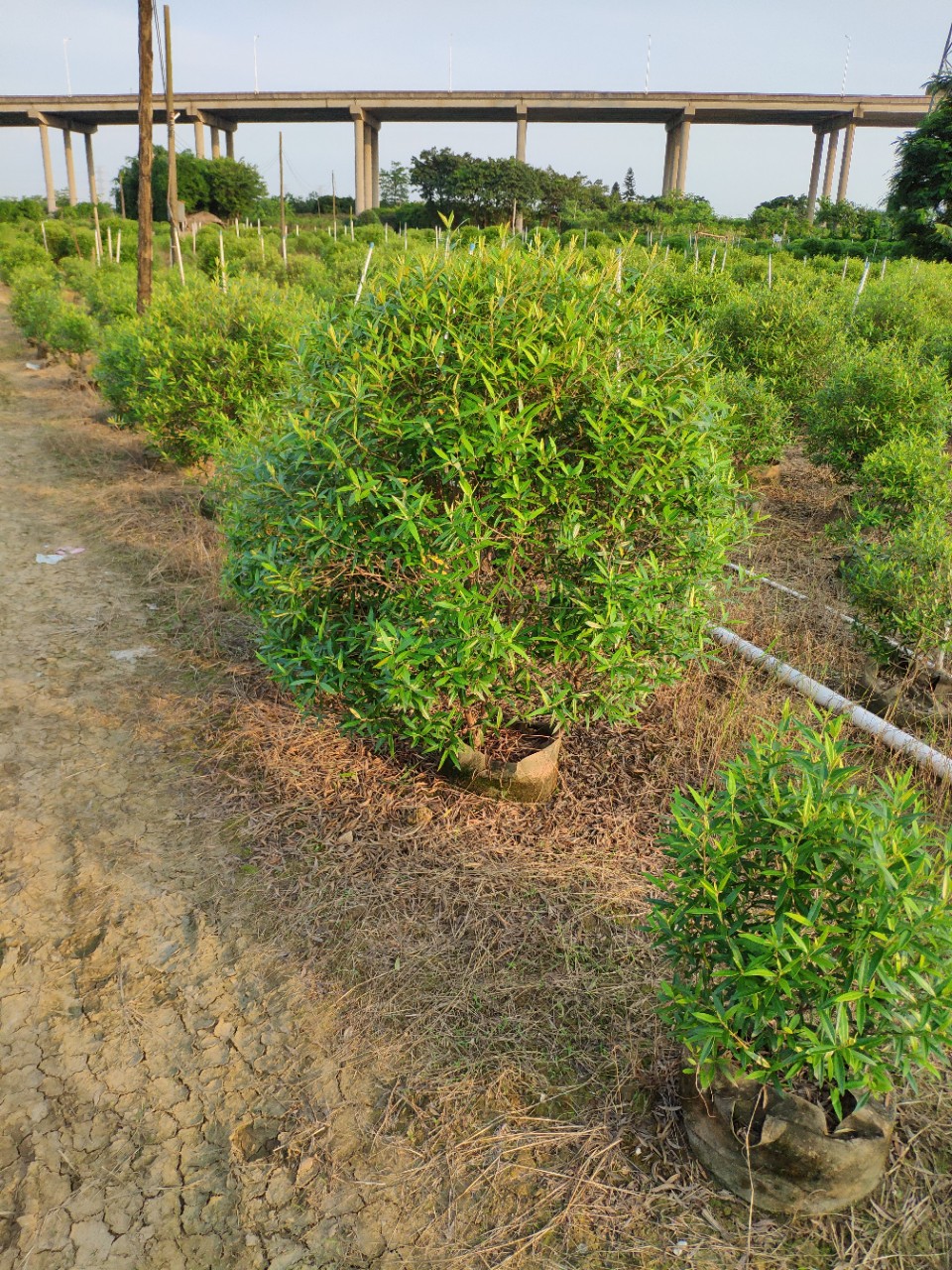 8-1.2米袋苗 木犀榄球 基地直销