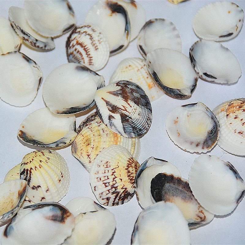 水族箱造景摆件_厂家直销 鱼缸水族箱造景摆件 沙贝厚壳子小 贝壳原料