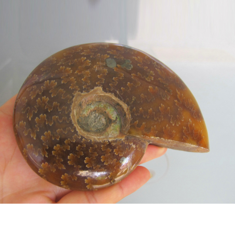 天然玉化螺海螺马达加斯加螺化石窦唯螺 海螺玉化螺