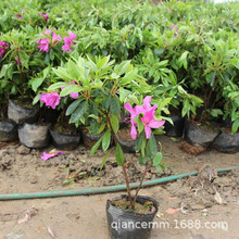 批发绿化苗木毛杜鹃小苗当年开花 庭院花卉植物四季常青量大优惠