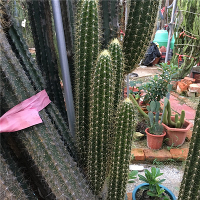 黄金钢仙人柱 黄金刚 量天尺景观仙人掌 仙人柱景观 多肉绿色植物