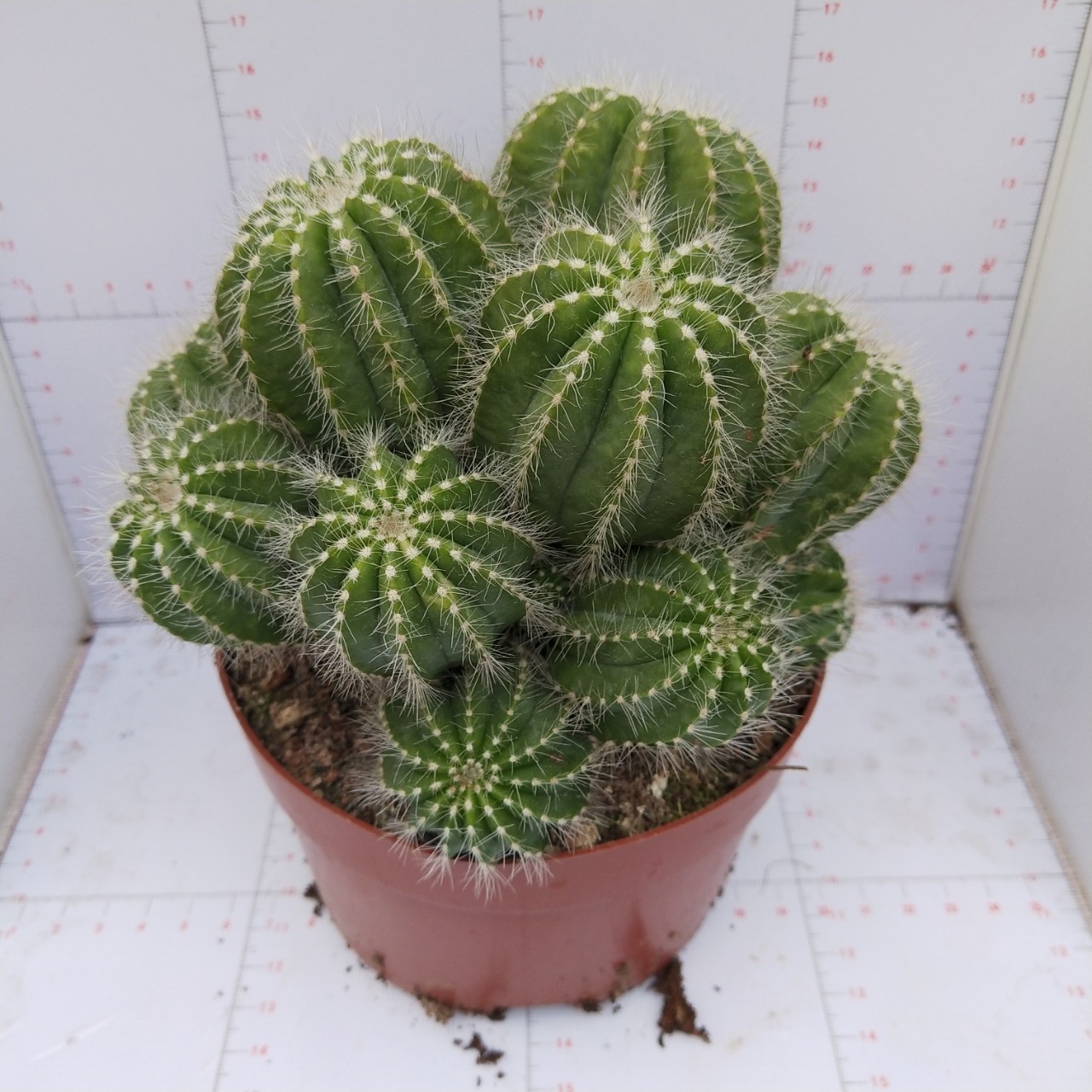 仙人球多头银冠十五装12装18装24装各种造型各性格各异