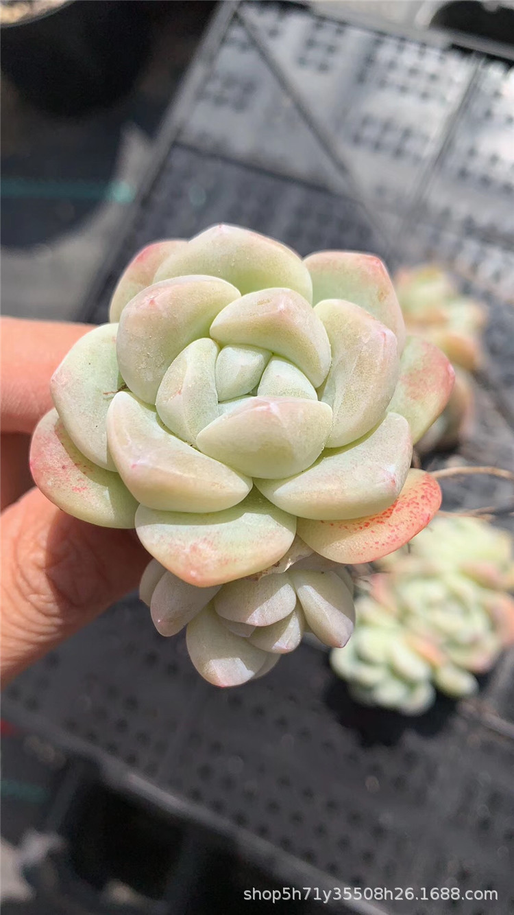 006精品多肉大棚限量批发盆栽 玉蝴蝶2-3头群盆6.5cm多肉植物爆款