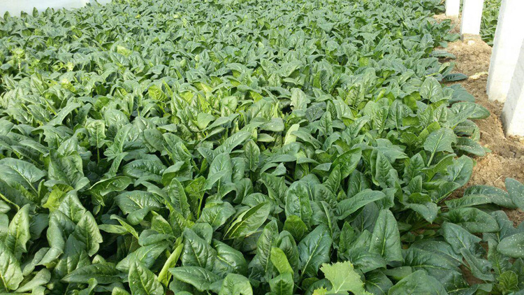 家庭院阳台盆栽地栽蔬菜籽菠菜种子波斯菜菠薐菠柃鹦鹉菜红根飞龙