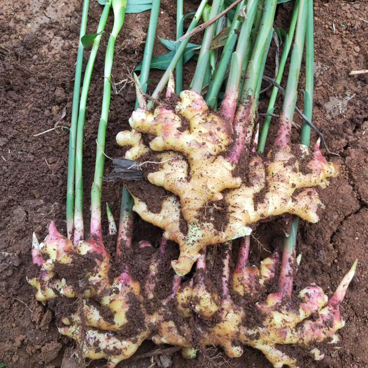 云之萌萌果云南新鲜小黄姜月子姜老姜姜母 小黄姜