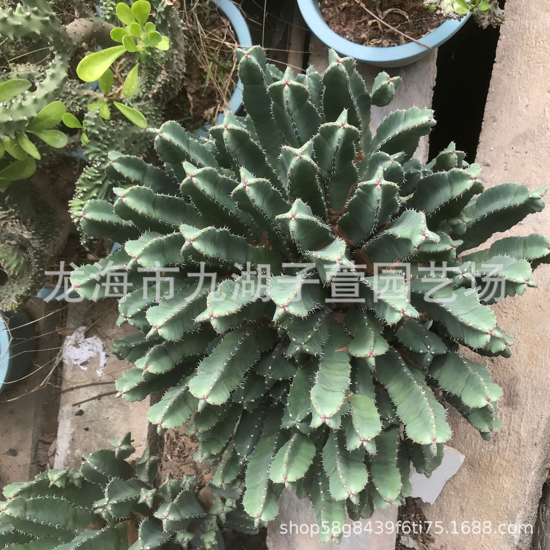 盆景花卉盆栽桌摆微型绿植老桩奇形怪桩细水团水培河沙栽种绿萝盆栽