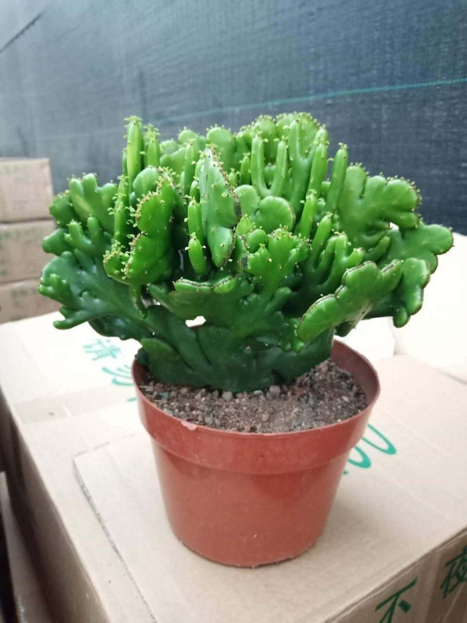 缀化彭珊瑚 桌面绿植 办公室 阳台趣味多肉植物