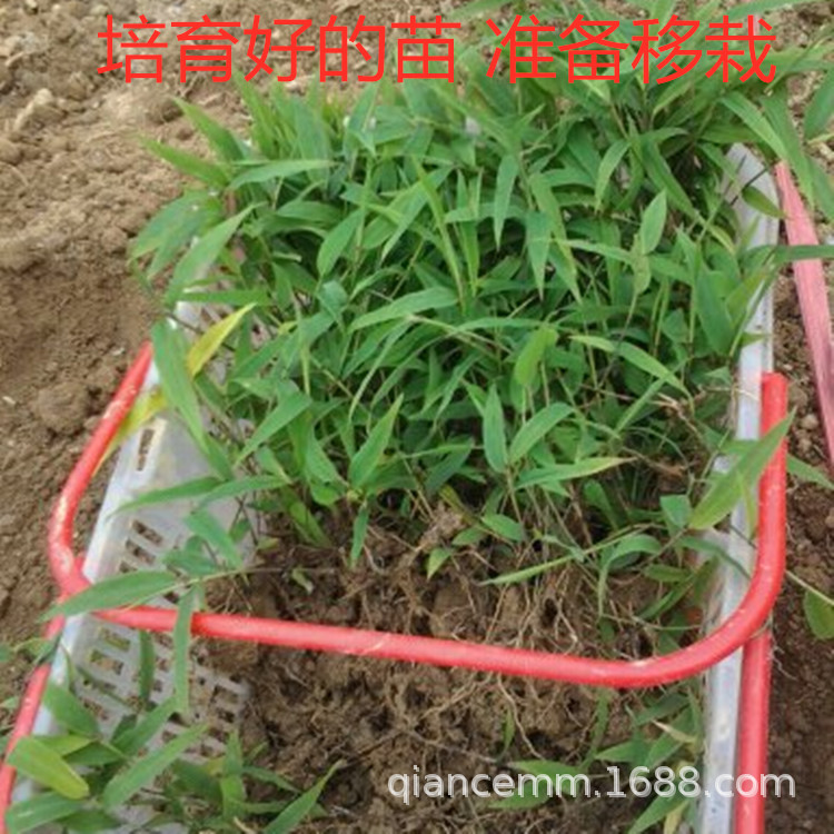 批发竹子种子 楠竹 毛竹种子 当年新种子