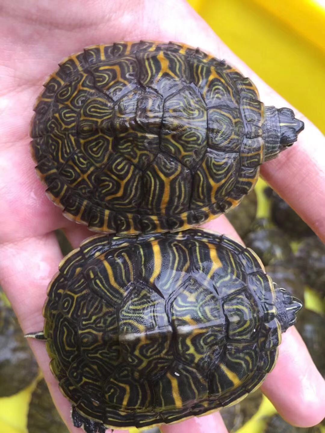 火焰龟红腹龟发色龟红肚龟巴西龟观赏乌龟活体小乌龟