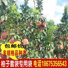 柚子套袋三红蜜柚红肉专用水果防虫袋双层三层加厚早熟防水防鸟