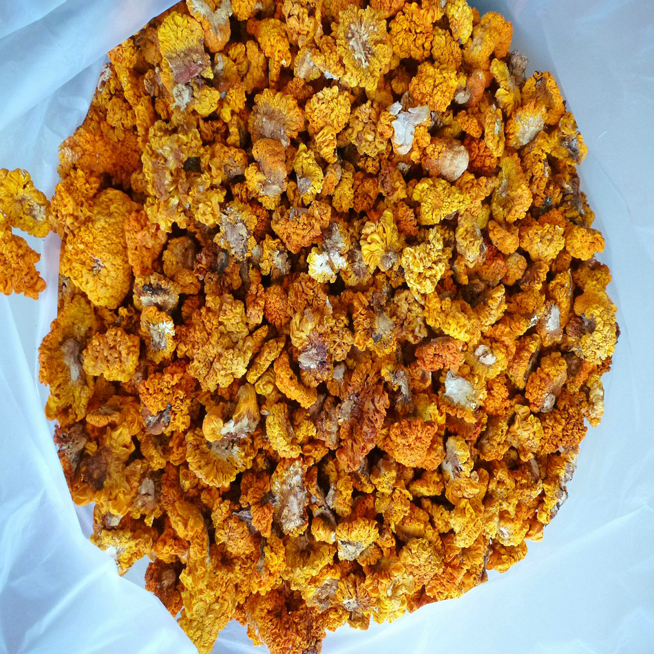 【裕菌隆】 金耳 干金耳菌 3-4公分颜色黄靓 产地直销 大货批发