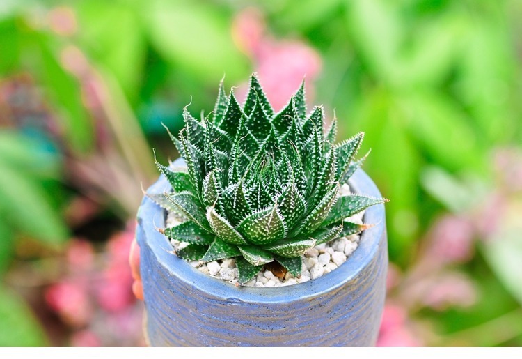 波露多肉植物 家居休闲办公室内园林植物 净化空气奇趣掌形多肉