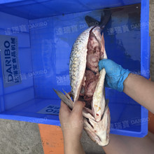 l多功能活鱼宰杀机 全自动鲢鱼去鱼鳞杀鱼机 鲤鱼开肚去鳞机