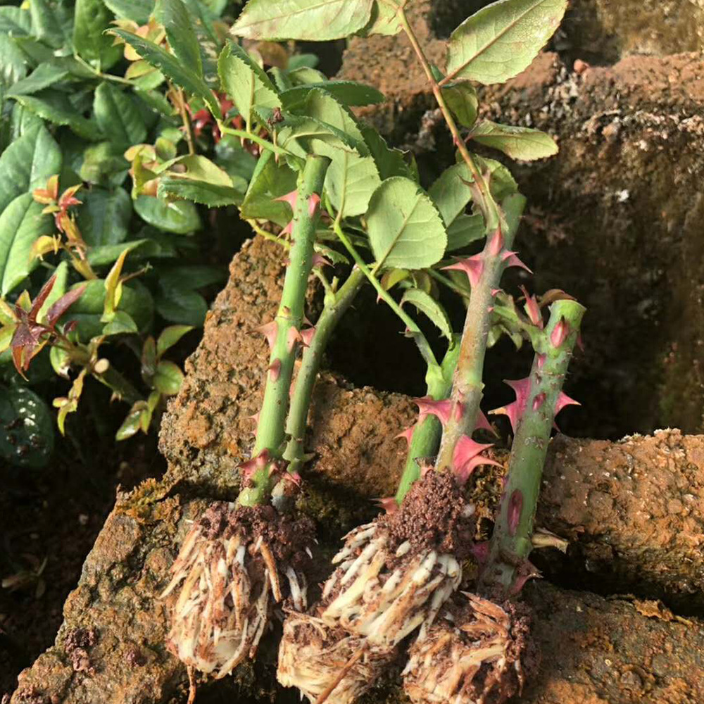 云南斗南基地批发流星雨小苗鲜切花玫瑰花苗月季种苗无刺蔷薇花苗