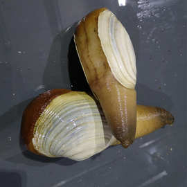 供应新鲜水产海鲜鲜活象拔蚌新鲜食材水产海鲜鲜活贝类象鼻蚌1斤