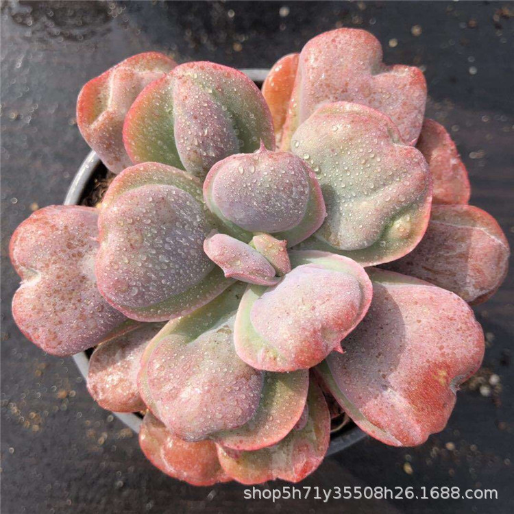 859精品大棚批发多肉盆栽植物 正版心之月单头盆9cm品相一流限量