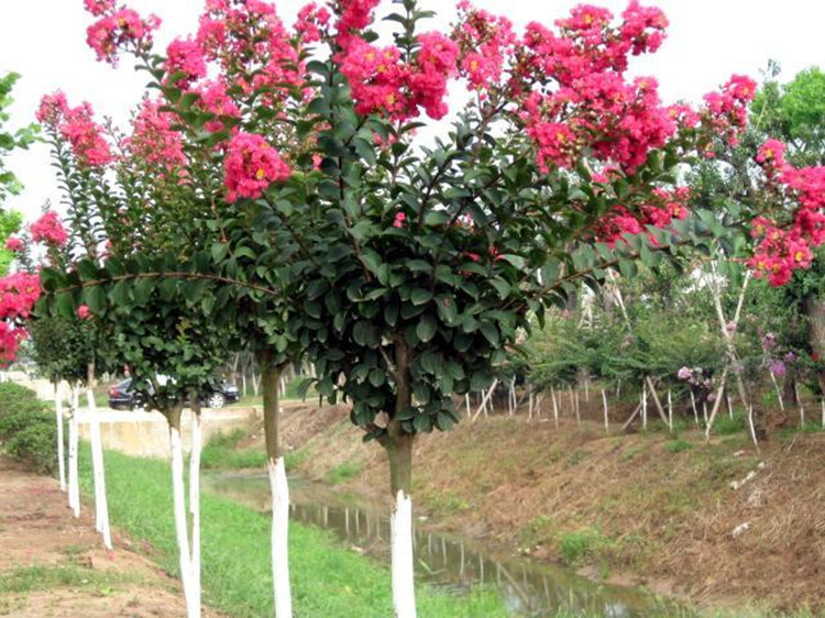 紫薇园林绿化紫薇园林花卉木槿茶花树美国红火箭红花红火球花树