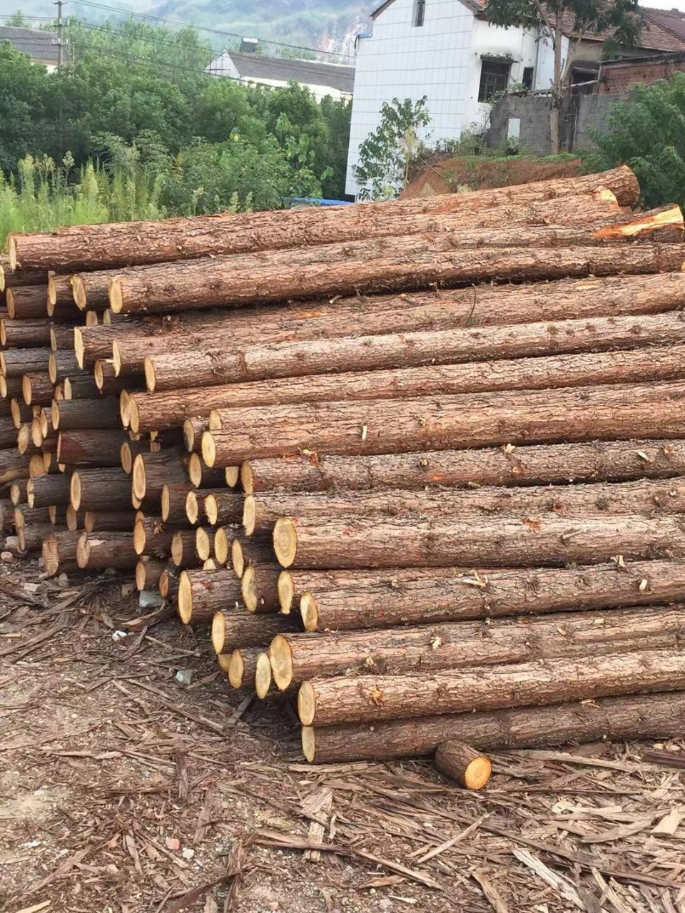 林场自营 绿化杉木 杉木支撑 杉木桩 原木高压线防护杉木 香杉