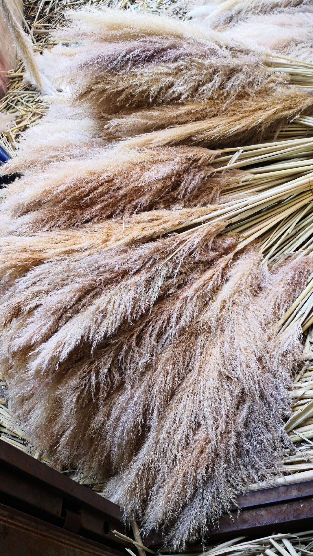 大芦苇干花 婚庆干花芦苇 拍摄道具活动居家装饰蒲苇干花批发