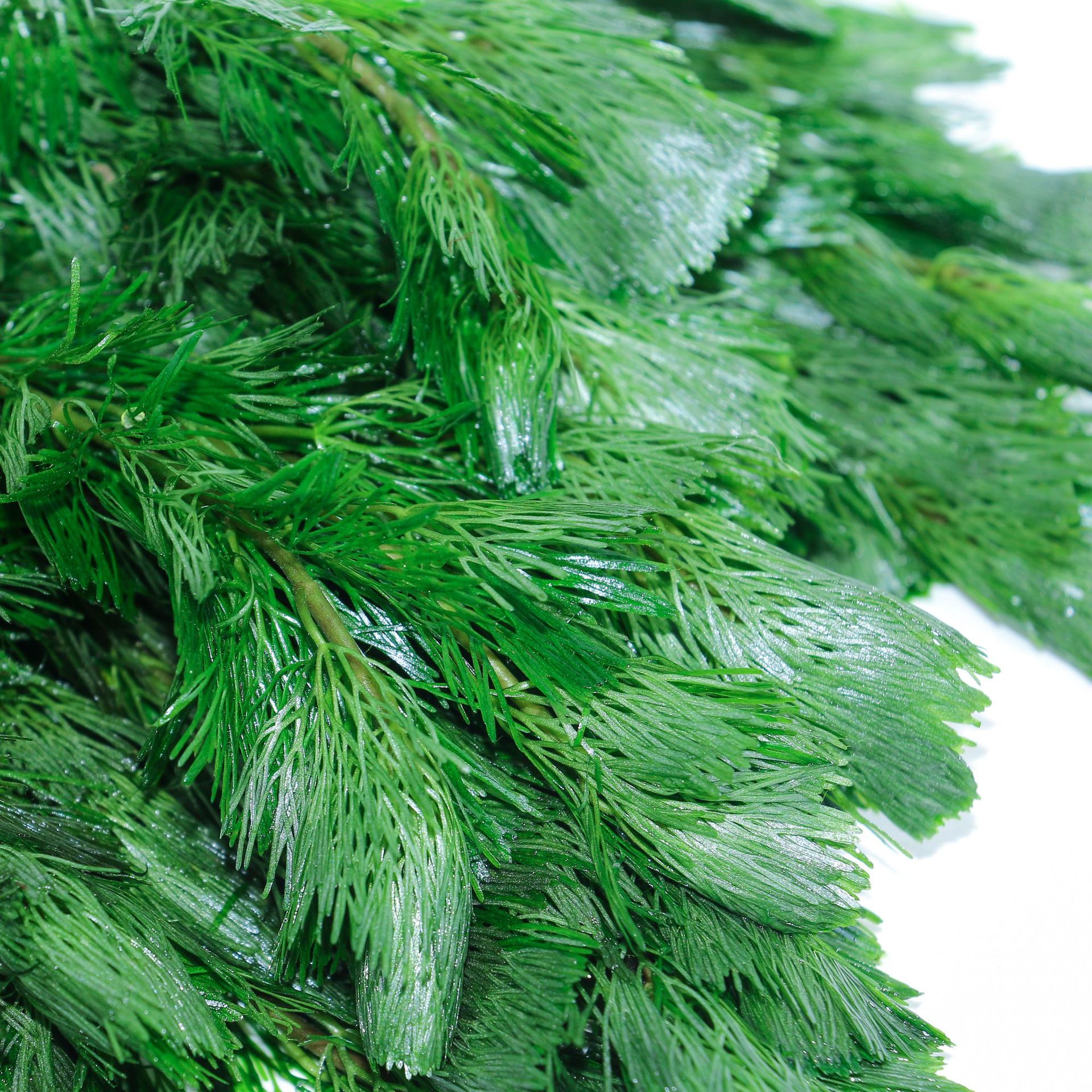 草场直供活体水草鱼缸造景绿菊 水族造景活体水草观赏水草绿菊