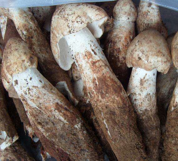 云南特产鸡枞菌食用菌 产地批发 白鸡枞 1斤