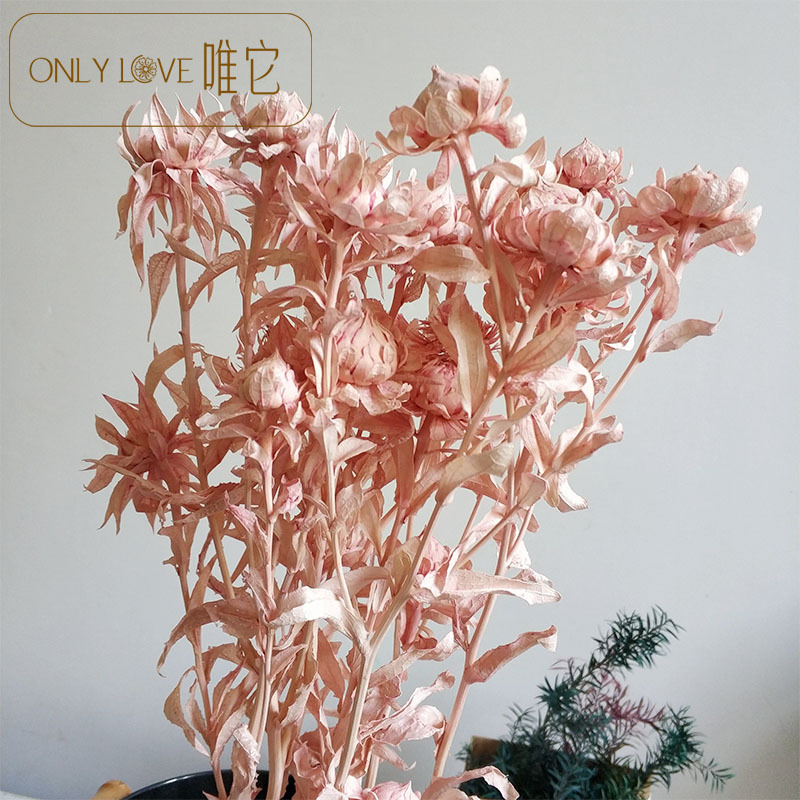 永生橙菠萝干花花束 居家装饰摆件风干花束真花橙菠萝永生花材料