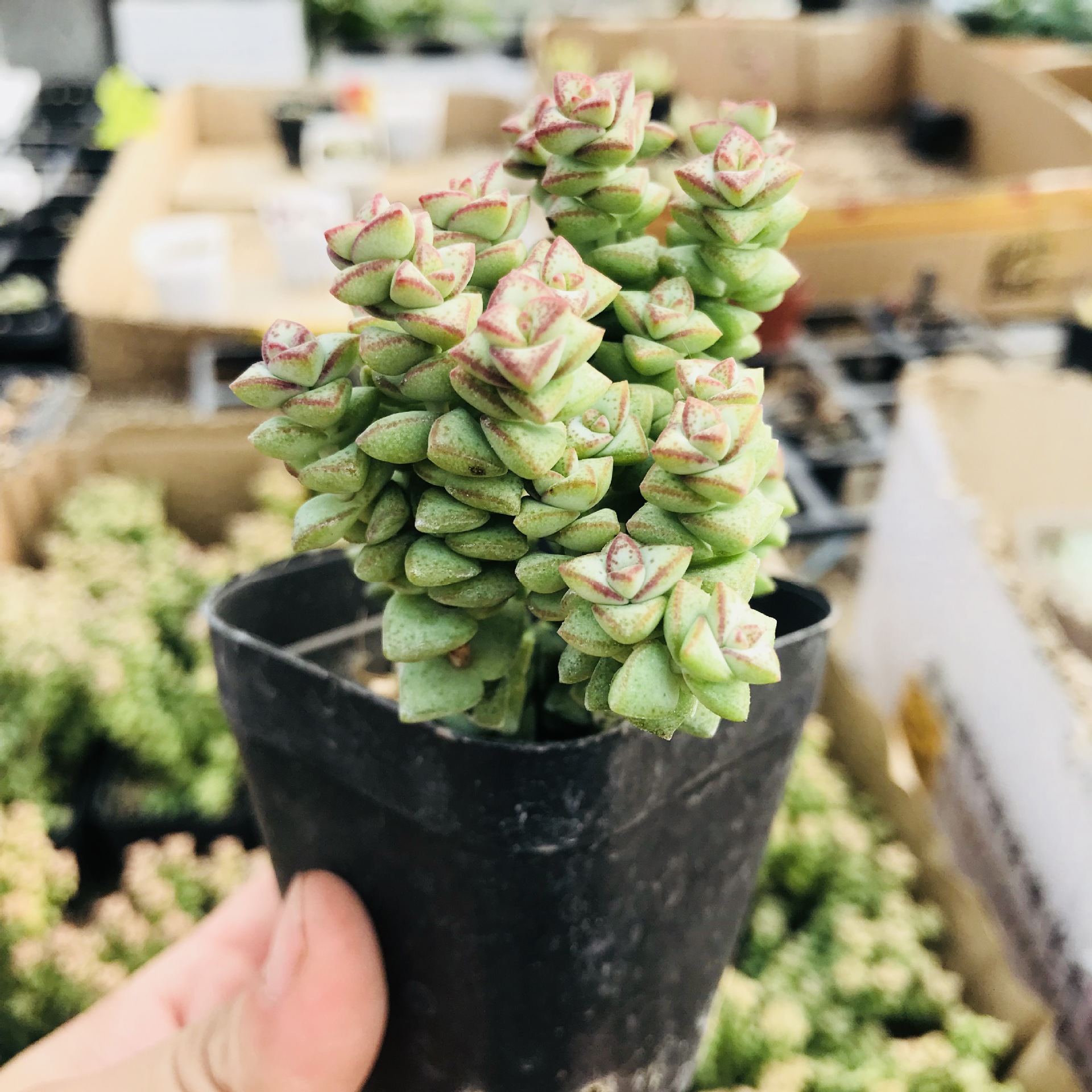 基地销售小米星群生多头多肉植物萌肉办公桌盆栽绿植批发小米星