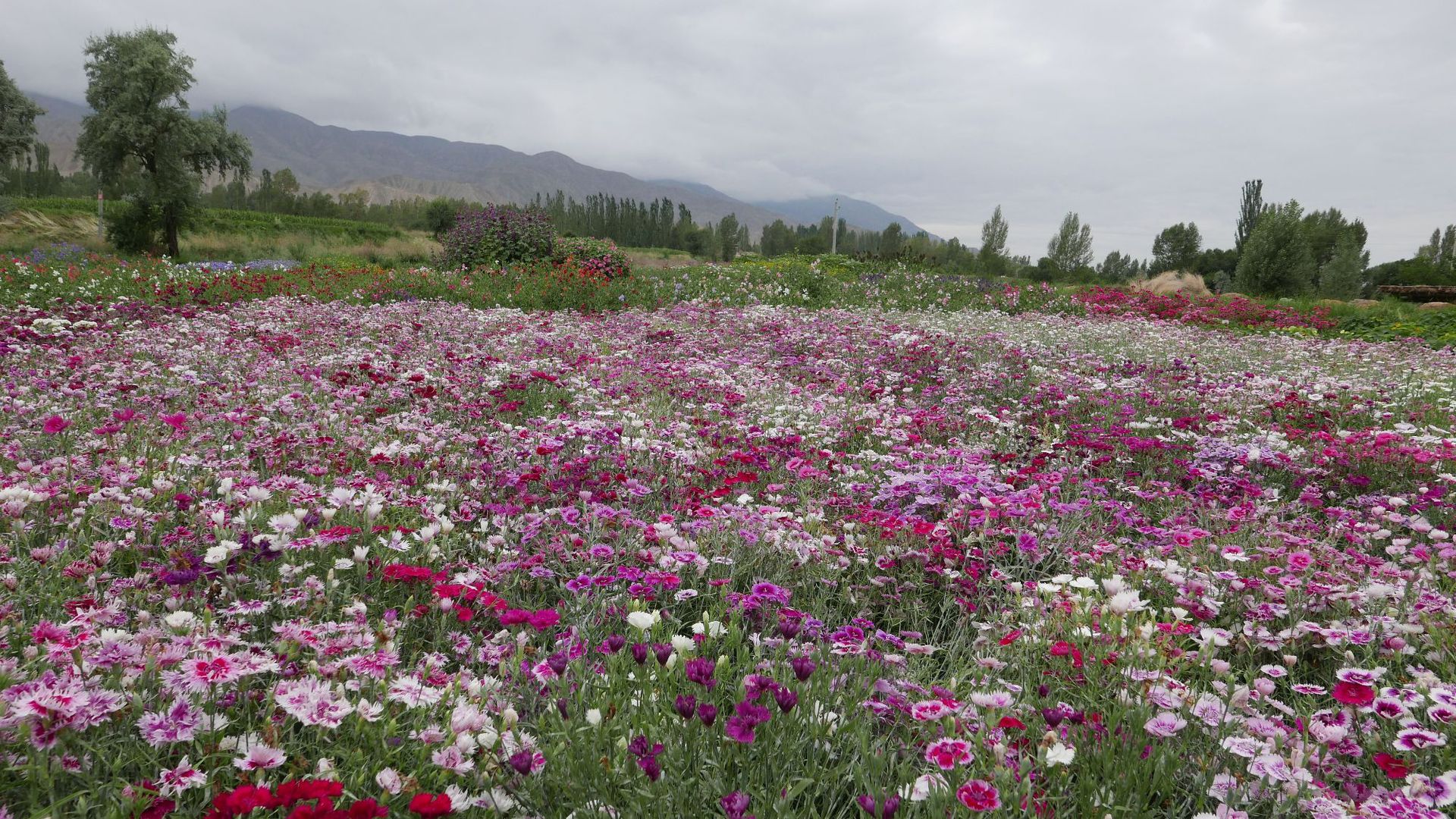 常夏石竹种子野花种子花卉种子园林绿化工程花海包邮种子-阿里巴巴