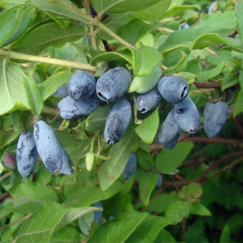 东北野生蓝靛果山野果黑瞎子果庭院盆栽地栽园艺抗寒果树苗