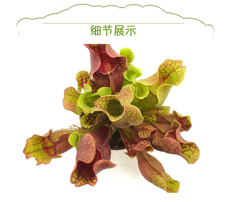 紫红瓶子草海螺特大号珍奇食虫植物菲朗园艺花卉盆栽源头生产基地