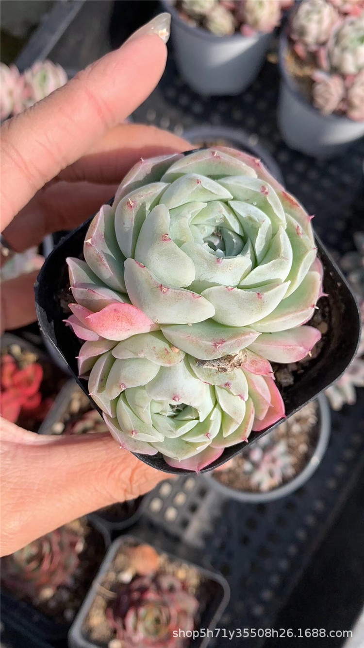 006大棚批发盆栽多肉植物 沁心双头盆6.5cm多肉品种限量