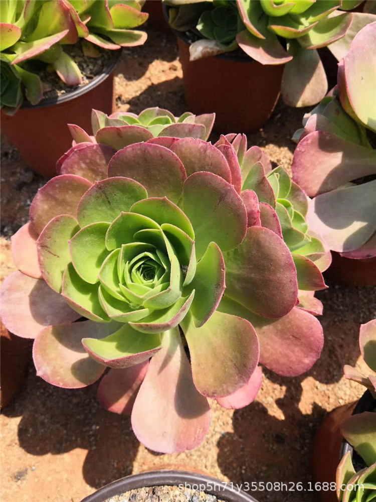 9900基地批发多肉法师植物盆栽 香炉盘单头小桩多肉人气品种限量