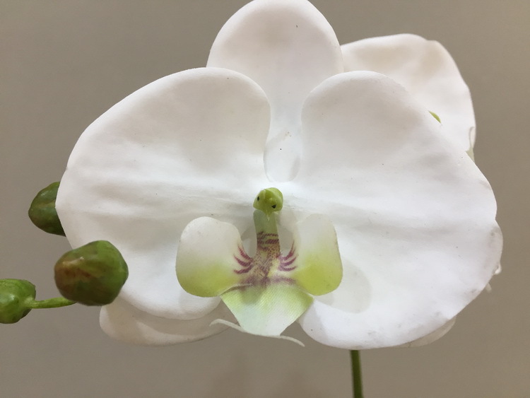 手感五头带叶蝴蝶兰仿真花批发假花装饰花客厅摆设茶几餐桌花轻奢