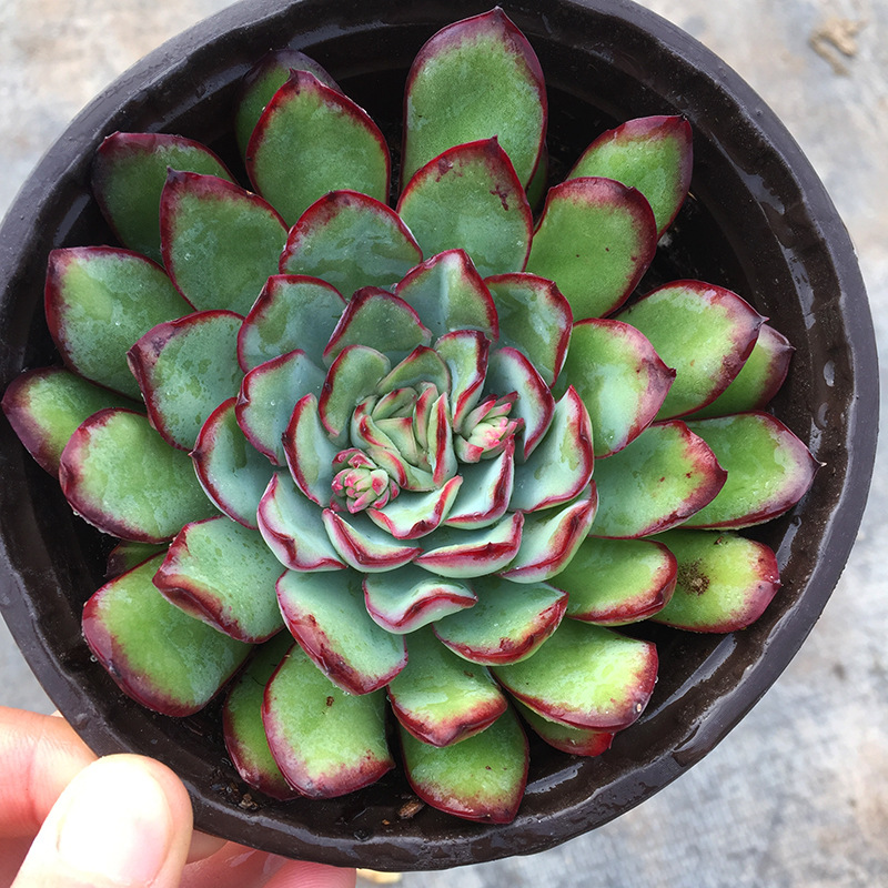 墨西哥灵影 墨西哥花月夜 红边灵影 原始灵影母本多肉植物