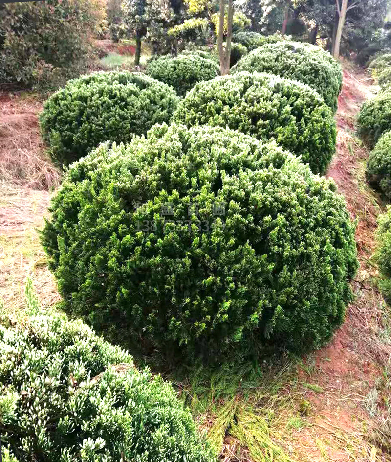 自有苗圃大小龙柏球行道绿化龙柏侧柏球四季常青景观树木现货供应