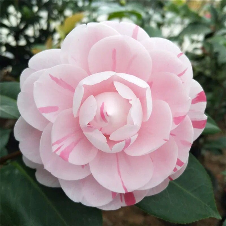 带花苞盆栽山茶花 十八学士茶花 小五彩茶花 六七十公分高