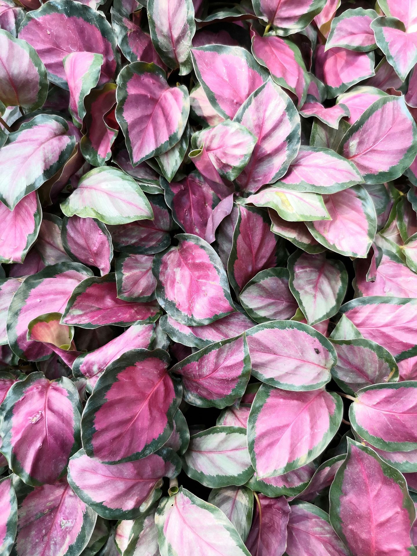 玫瑰红竹芋厂家直销观叶植物室内耐养花卉小盆栽