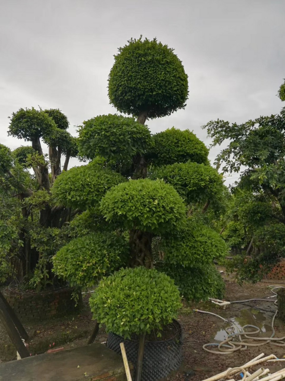910供应 造型小叶榕 4米高*2米宽 景观榕树假植苗 地径40-60cm?