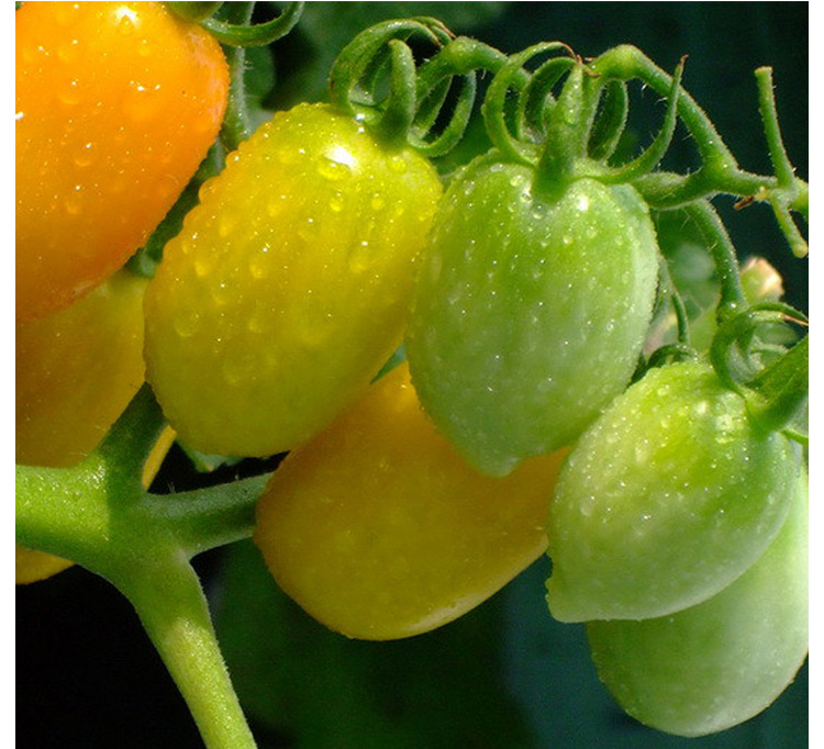 奶油红香蕉番茄种子水果西红柿种籽春夏秋冬四季阳台盆栽蔬菜种孑